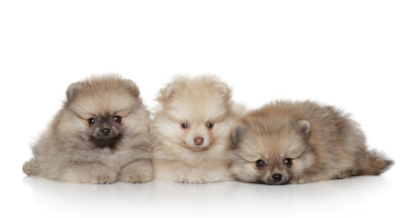 Pomeranian Puppies on white background