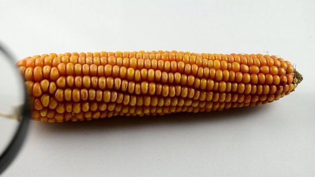 Mais gepr&uuml;ft