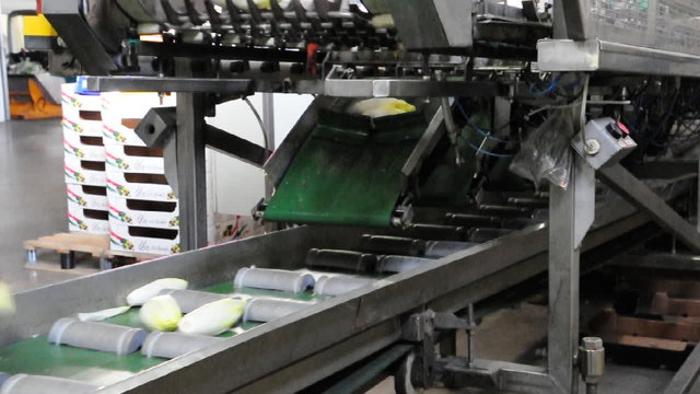 Fliessband Lebensmittelindustrie/ Landwirtschaft