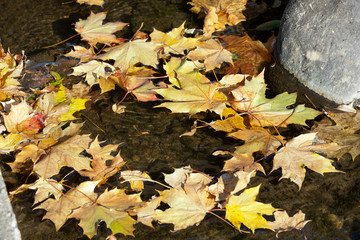 Colorful leaves lying in water