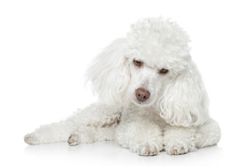 Toy poodle lying on white