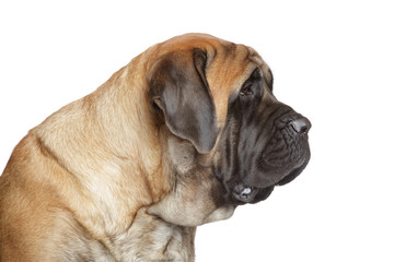 English mastiff dog. Side view - obrazy, fototapety, plakaty