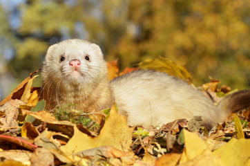 Ferret play with yellow autumn leaves