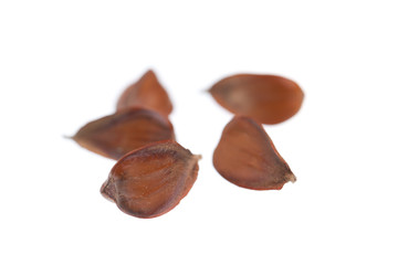 Bucheckern von Rot-Buche (Fagus sylvatica)