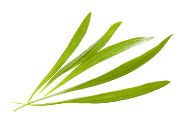 Fototapeta premium Spitz-Wegerich (Plantago lanceolata) Blätter auf weiß diagonal