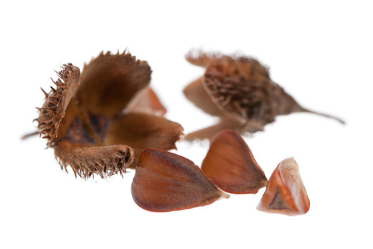 Bucheckern von Rot-Buche (Fagus sylvatica) mit Fruchth&uuml;lse