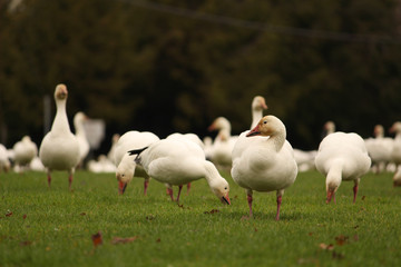 Snow Geese Feeding and Resting