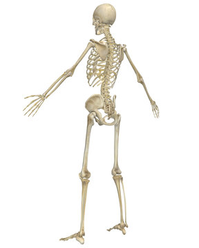 Human Skeleton Anatomy Angled Rear View