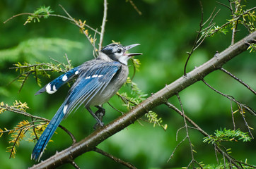 Blue Jay Signing in the Rain