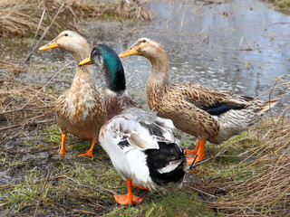 Three beautiful ducks on the lake