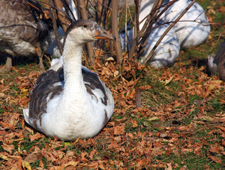 Greylag Goose sitting