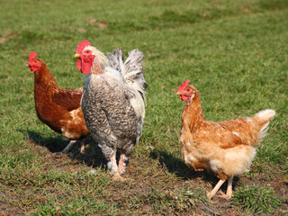 A brightly colored cockerel and chicken