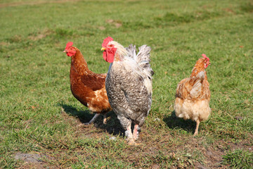 A brightly colored cockerel and chicken