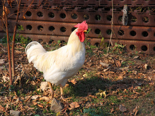 A brightly colored cockerel