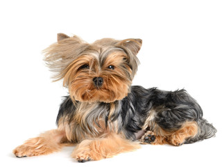 yorkshire terrier