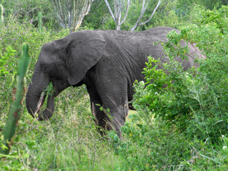 Naklejka premium Elephant in green vegetation