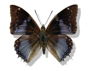 blue butterfly