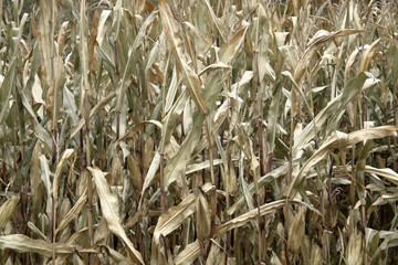 sere corn plants