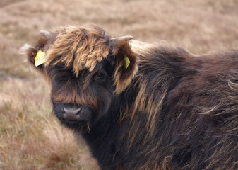 dark brown Highland cattle portrait