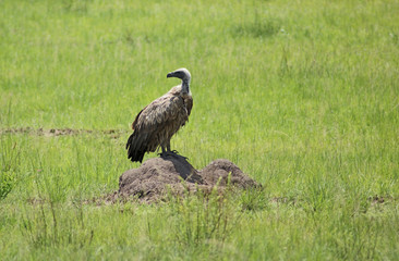 White-backed Vulture in grassy ambiance