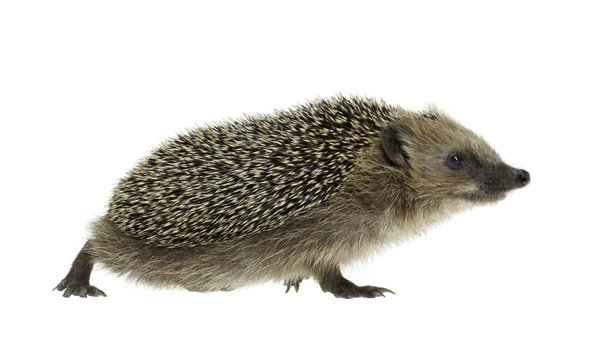 walking hedgehog in white back
