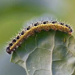 Raupe des Kohlweißlings am Kohlrabi