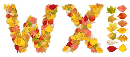 Characters W and X made of autumn leaves