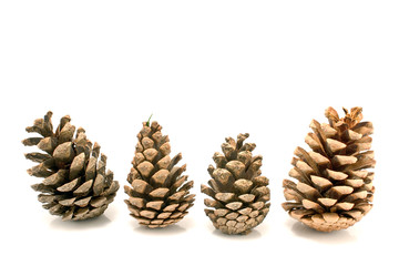 Four pine cones