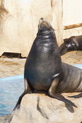 Fototapeta premium Sea lion