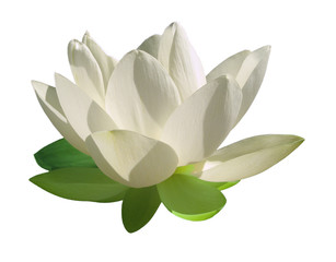 Fleur de lotus, pétales blancs, détourée sur fond blanc