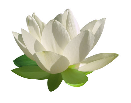 Fleur de lotus, p&eacute;tales blancs, d&eacute;tour&eacute;e sur fond blanc