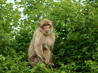 Macaque de Barbarie
