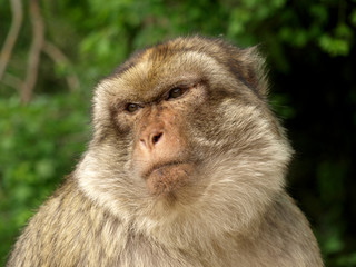Macaque de Barbarie