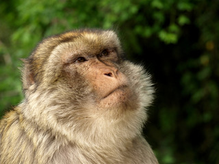 Macaque de Barbarie