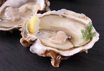 oyster