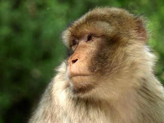 Macaque de Barbarie