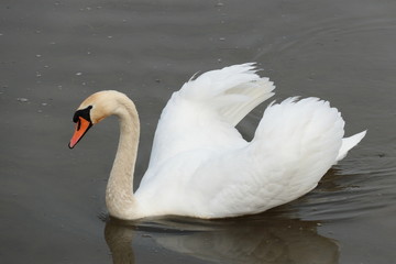 Schwan