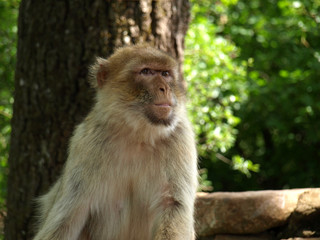 Macaque de Barbarie