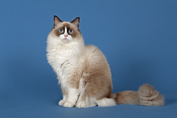 Ragdoll 12333