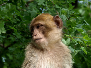 Macaque de Barbarie