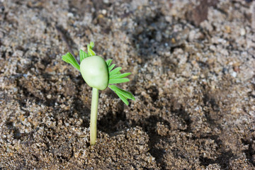 sprouts of young trees