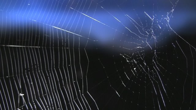 Spinnennetz
