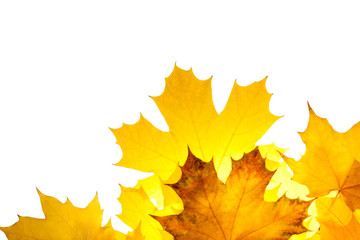 Fall maple leaves isolated on white