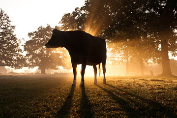 Jersey Cow backlit by dawn sun