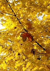 maple tree with gold leaves