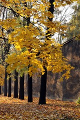 gold Polish autumn