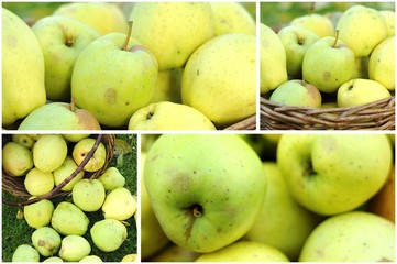 Apples collage