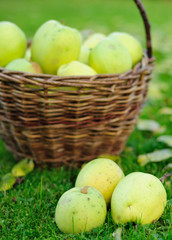 Green apple