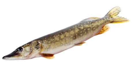 Raw pike isolated on white background