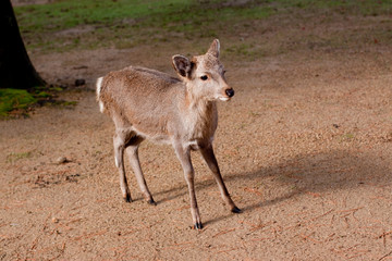 Standing young deer